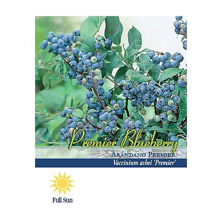 Pirtle Nursery 2.5 qt. Premier Blueberry Shrub in #1 Pot