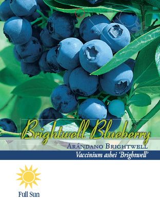 Pirtle Nursery 2.5 qt. Brightwell Blueberry Shrub in #1 Pot