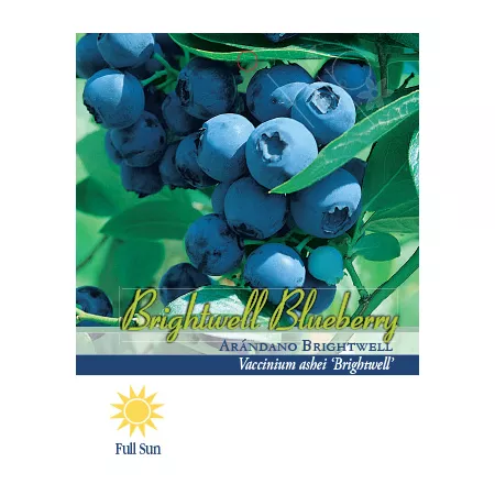 Pirtle Nursery 2.5 quarts Potted Brightwell Blueberry Shrub in Pot #1 Fruit Trees & Plants