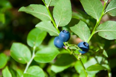 Image showing  2.5 qt. Potted Brightwell Blueberry Shrub in #1 Pot