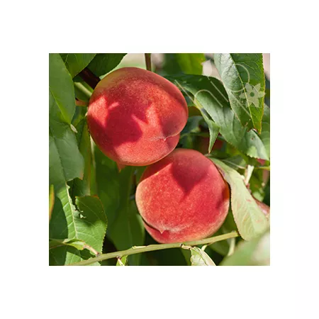 Pirtle Nursery 3.74 gal Potted Peach Crimson Lady in a Pot #5 Fruit Trees & Plants