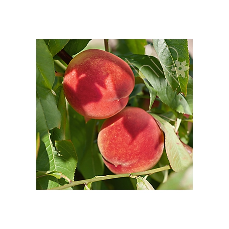 Pirtle Nursery 3.74 gal. Crimson Lady Peach Tree in #5 Pot