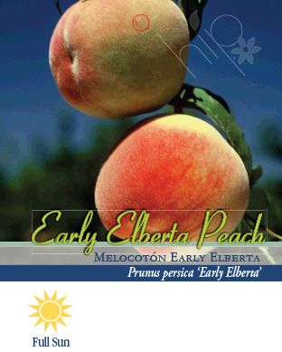 Pirtle Nursery 3.74 gal. Early Elberta Peach Tree in #5 Pot