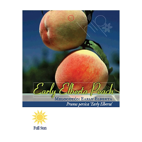 Pirtle Nursery 3.74 gal. Early Elberta Peach Tree in #5 Pot