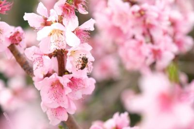 Image showing  3.74 gal. Potted Early Elberta Peach Tree in #5 Pot