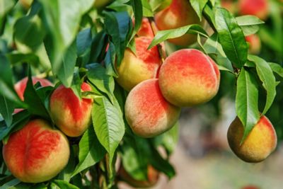 Pirtle Nursery 3.74 gal. Potted July Prince Peach #5 Tree