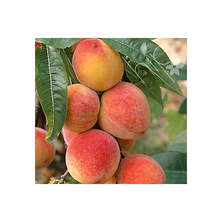 Pirtle Nursery 3.74 gal. July Prince Peach #5 Tree