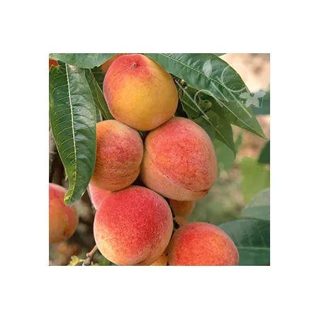 Pirtle Nursery 3.74 gal July #5 Prince Peach Potted Tree Fruit Trees & Plants