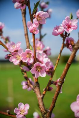 Image showing  3.74 gal. Potted July Prince Peach #5 Tree
