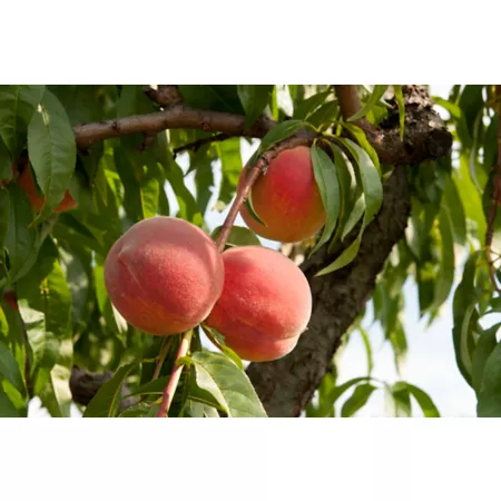 Pirtle Nursery 3.74 gal Peach rich in flavors in pot n°5 Fruit Trees & Plants