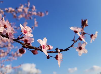 Image showing  3.74 gal. Potted Flavorich Peach Tree in #5 Pot