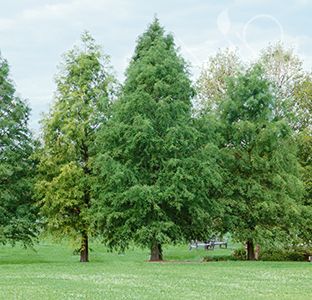 Pirtle Nursery 3.74 gal. Bald Cypress Tree, #5