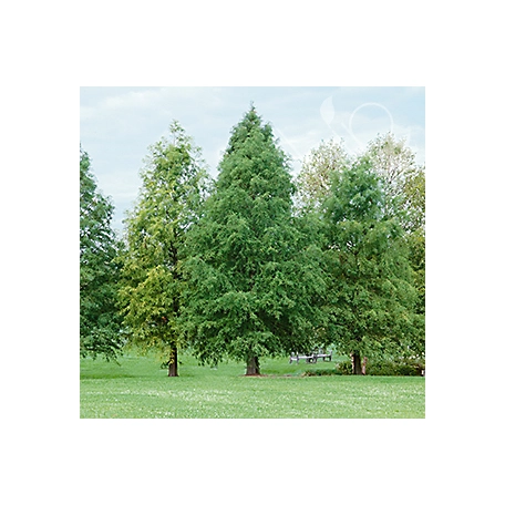 Pirtle Nursery 3.74 gal. Bald Cypress Tree, #5