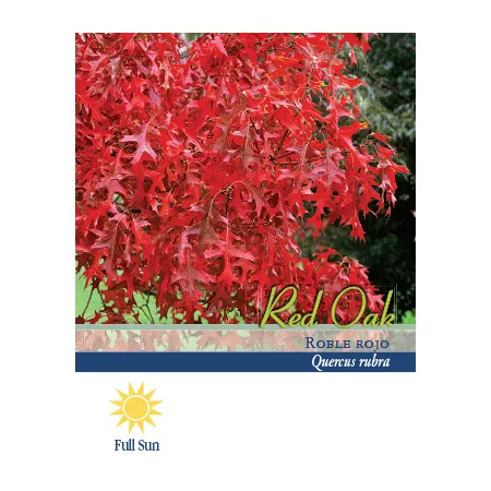 Pirtle Nursery 3.74 gal Red oak #5 Trees