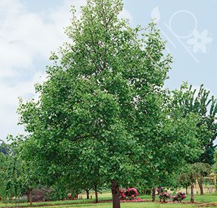 Pirtle Nursery 3.74 gal. Tulip Popular Tree, #5