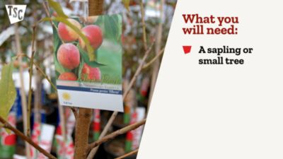 Image showing  3.74 gal. Tulip Popular Tree, #5