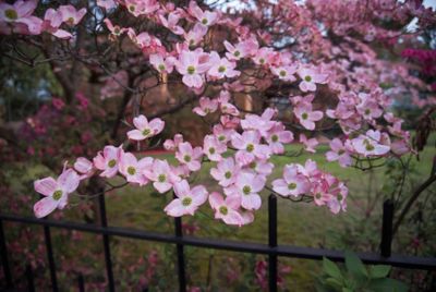 Pirtle Nursery 2.93 gal. Steller Pink Dogwood Tree, #3