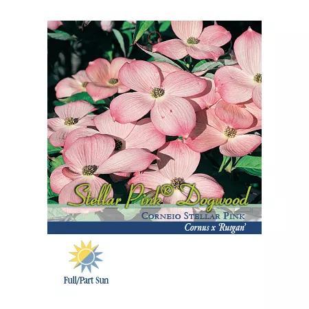 Pirtle Nursery 2.93 gal Pink Steller Dogwood #3 Trees