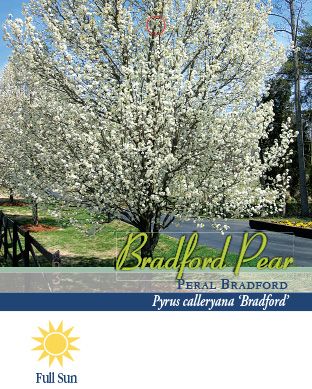 Pirtle Nursery 3.74 gal. Bradford Pear Tree, #5