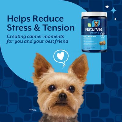 Image showing  Quiet Moments Melatonin Soft Chewable Calming Supplement Treats for Dogs, 0.9 lb., 180 ct.