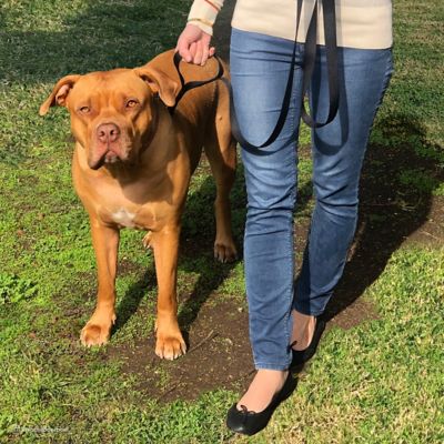 Image showing  Double Handle Snap Closure Nylon Dog Leash