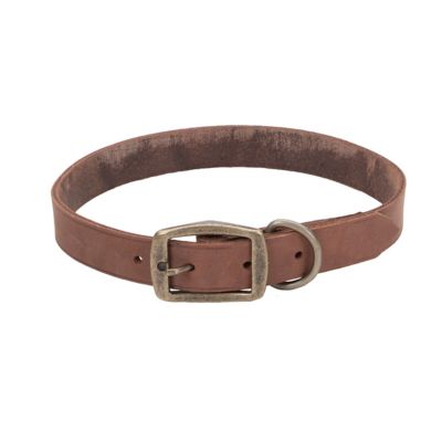 Dug Squirrel! Seatbelt Buckle Dog Collar by Buckle-Down - 1 Wide/Medium