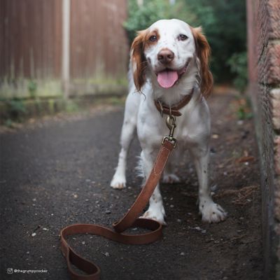 Image showing  Rustic Leather Town Dog Collar