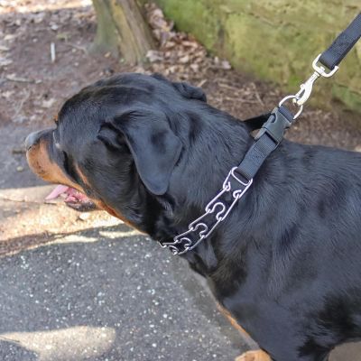 Image showing  Easy-On Dog Prong Training Collar with Buckle