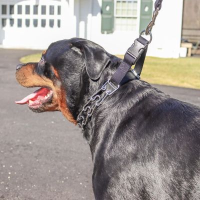 Image showing  Easy-On Dog Prong Training Collar with Buckle