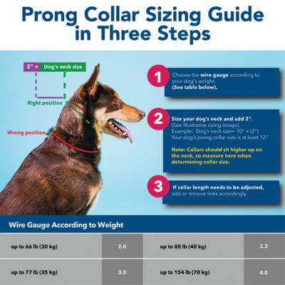 Image showing  Easy-On Dog Prong Training Collar with Buckle