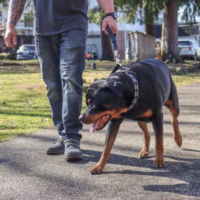Image showing  Easy-On Dog Prong Training Collar with Buckle