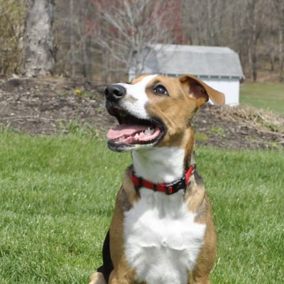 Image showing  Adjustable Dog Collar with Plastic Buckle