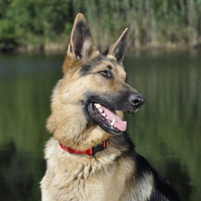 Image showing  Adjustable Dog Collar with Plastic Buckle