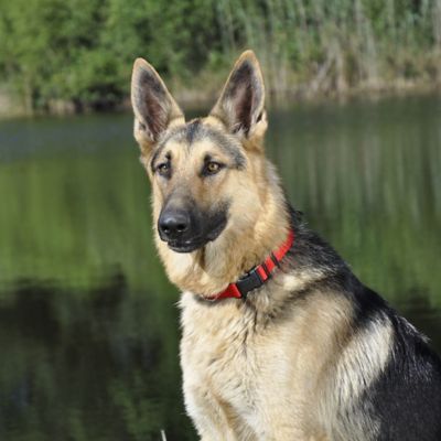 Image showing  Adjustable Dog Collar with Plastic Buckle
