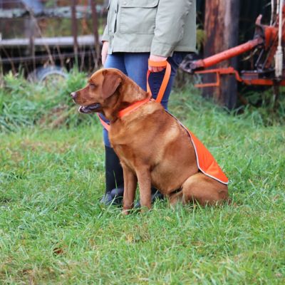 Image showing  Nylon Dog Leash, 6 in., Safety Orange