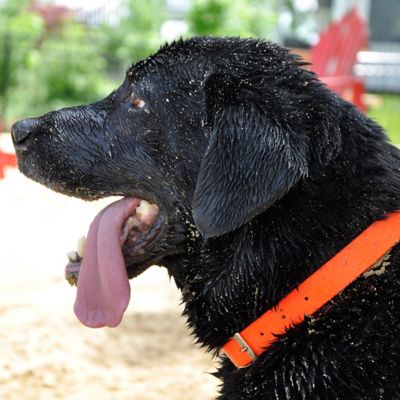 Image showing  Waterproof Hound Dog Collar with Center Ring, Safety Orange