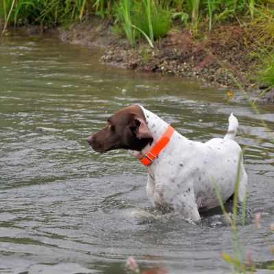 Image showing  Waterproof Hound Dog Collar with Center Ring, Safety Orange