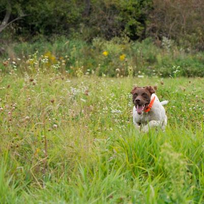 Image showing  Waterproof Hound Dog Collar with Center Ring, Safety Orange