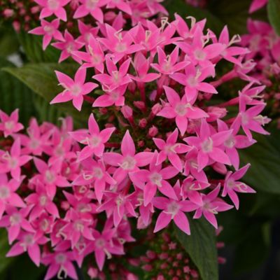 Image showing  Pentas Star Bright Plant Mix, 2 pc.