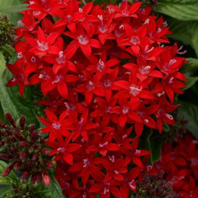 Image showing  Pentas Star Bright Plant Mix, 2 pc.