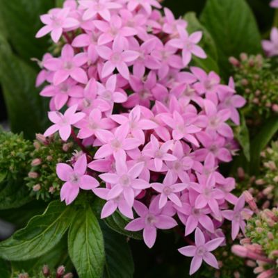Image showing  Pentas Star Bright Plant Mix, 2 pc.