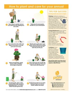 Image showing 5 th National Plant Network Pentas Star Bright Plant Mix, 2 pc.