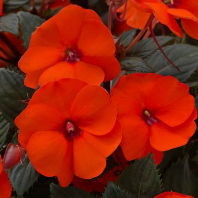 Image showing  Pink/Red SunPatiens Summer Salsa Mix Plants, 4 pc.