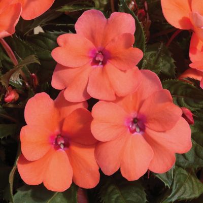 Image showing  Pink/Red SunPatiens Summer Salsa Mix Plants, 4 pc.