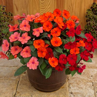 Image showing  Pink/Red SunPatiens Summer Salsa Mix Plants, 4 pc.