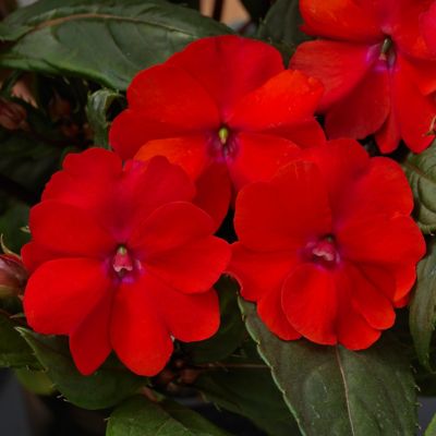 Image showing  Pink/Red SunPatiens Summer Salsa Mix Plants, 4 pc.
