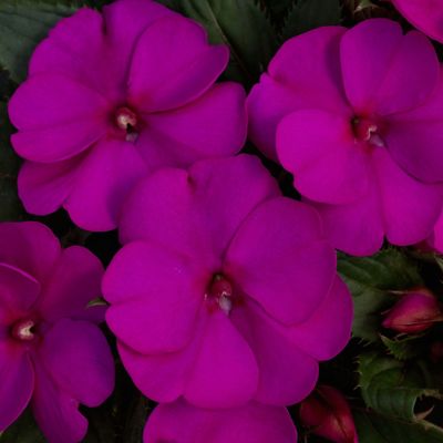 Image showing  Purple SunPatiens Compact Plants, 4 pc.