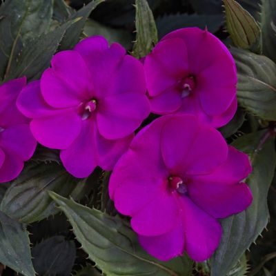 Image showing  Purple SunPatiens Compact Plants, 4 pc.