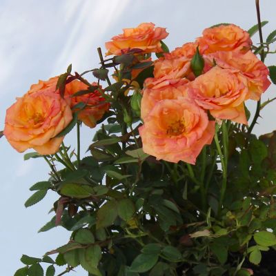 Image showing  4 in. Potted Orange Mini Rose Teddy Bear Bushes, 2 pc.