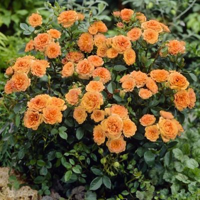 Image showing  4 in. Potted Orange Mini Rose Teddy Bear Bushes, 2 pc.